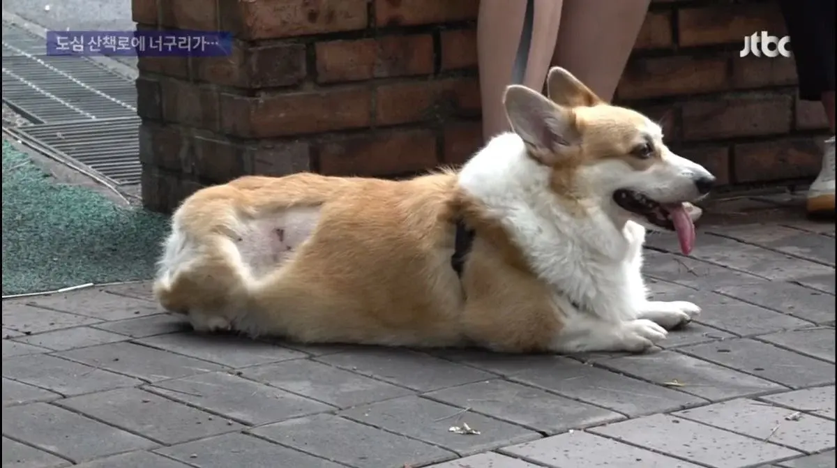산책로에서 너구리를 만나면 강아지를 바로 안아들어야함 | 인스티즈