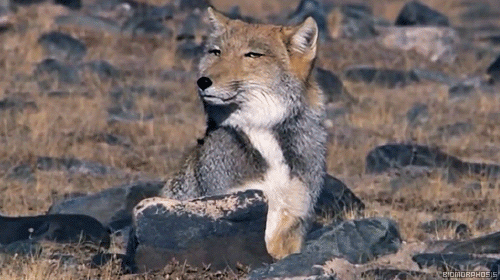 티벳여우 움직이는거 볼사람?🦊 | 인스티즈