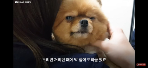 입양가는데 우는 강아지 | 인스티즈