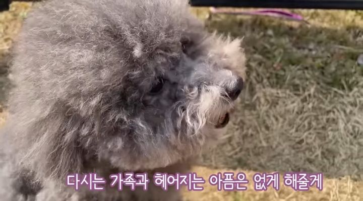 강아지가 두번이나 파양된 충격적인 이유.jpg | 인스티즈