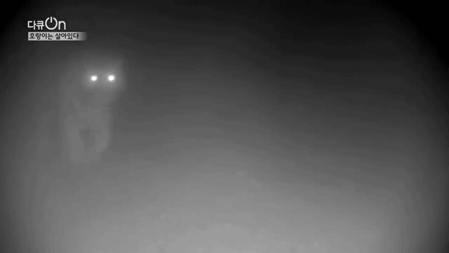 '절멸'의 '한국 호랑이'. 🐅 그 100년간의 이야기. -마지막- | 인스티즈