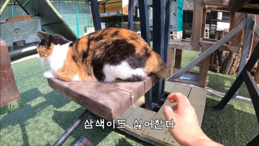 [hahaha] 고양이들은 꼬리 만지는 것을 좋아하지 않는다 | 인스티즈