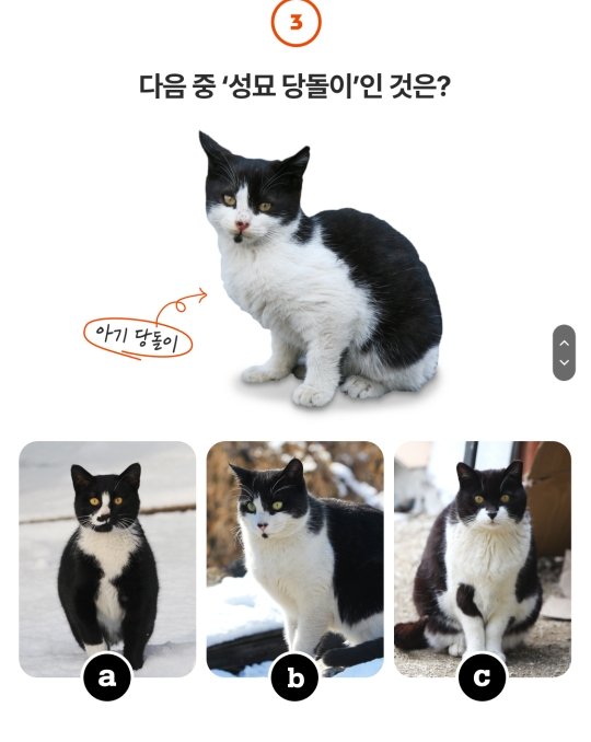 그대로 큰 아기 고양이들 | 인스티즈