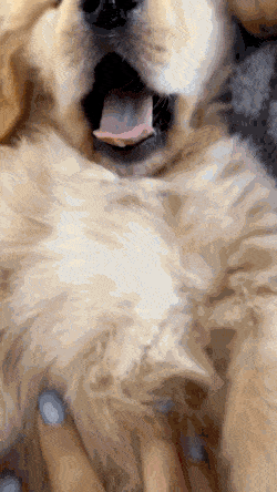 발바닥 자랑하는 인절미 안 보면 후회할 것 | 인스티즈