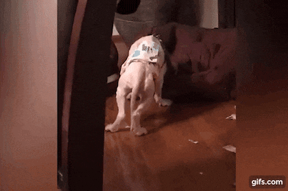 사람에게 학대받은 강아지가 자는 모습 | 인스티즈