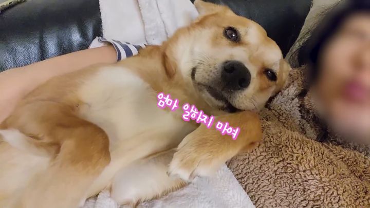 집에 강아지들끼리만 남겨졌을때 | 인스티즈