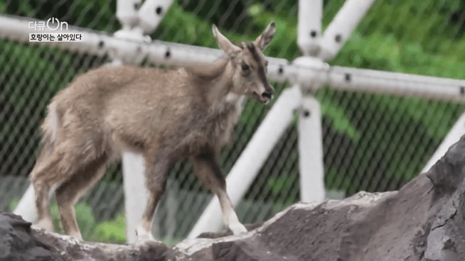 '절멸'의 '한국 호랑이'. 🐅 그 100년간의 이야기. -마지막- | 인스티즈