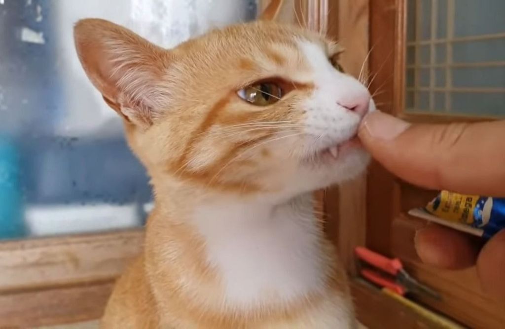 779dab27a463fab74aa2aa7bccf42b1db2d6e738