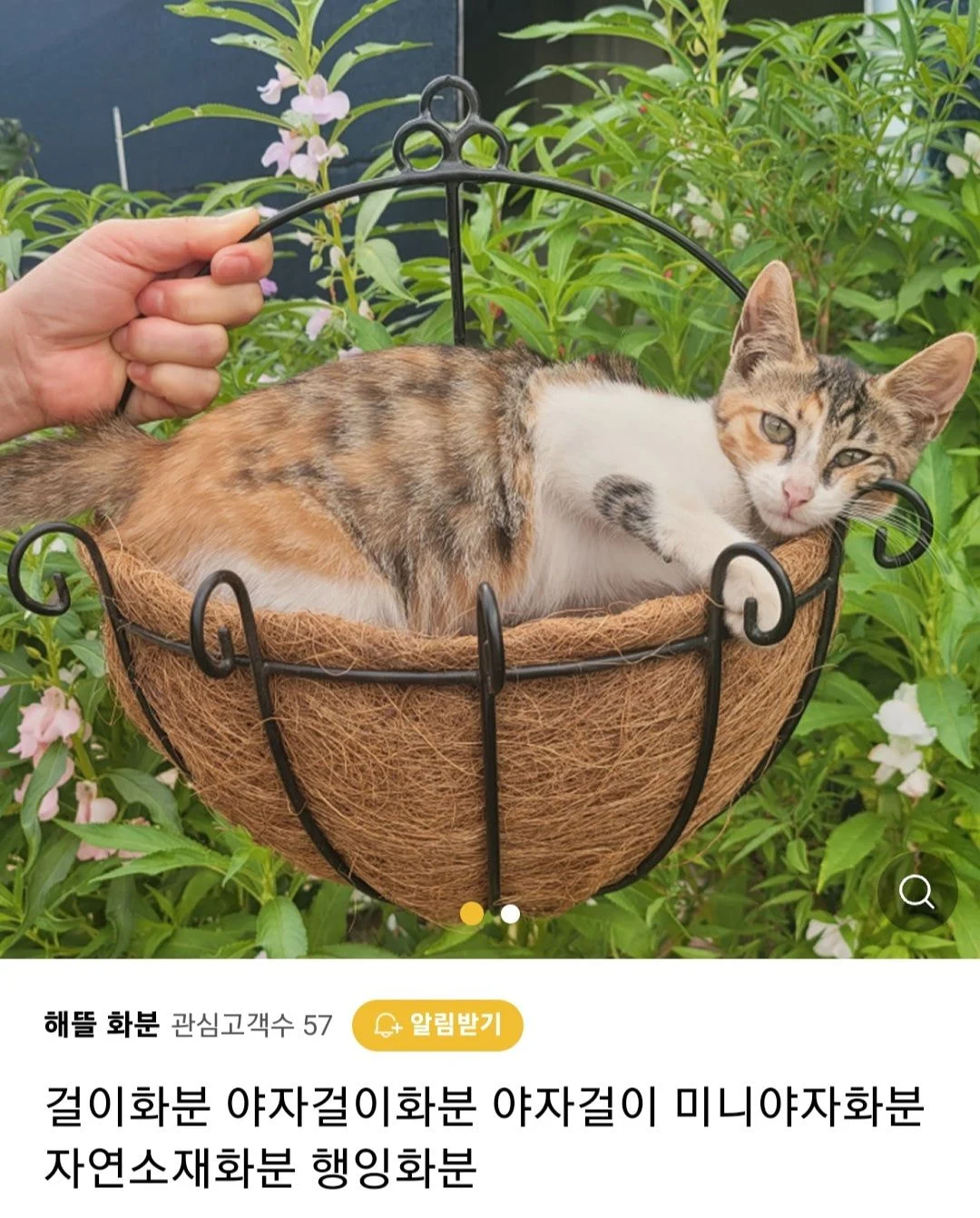 우리가게 물건 좋아요 고양이도 보세요 | 인스티즈