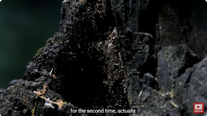 거대한 수조에 열대우림 환경을 조성해놓으면 생기는 일 - 4 | 인스티즈