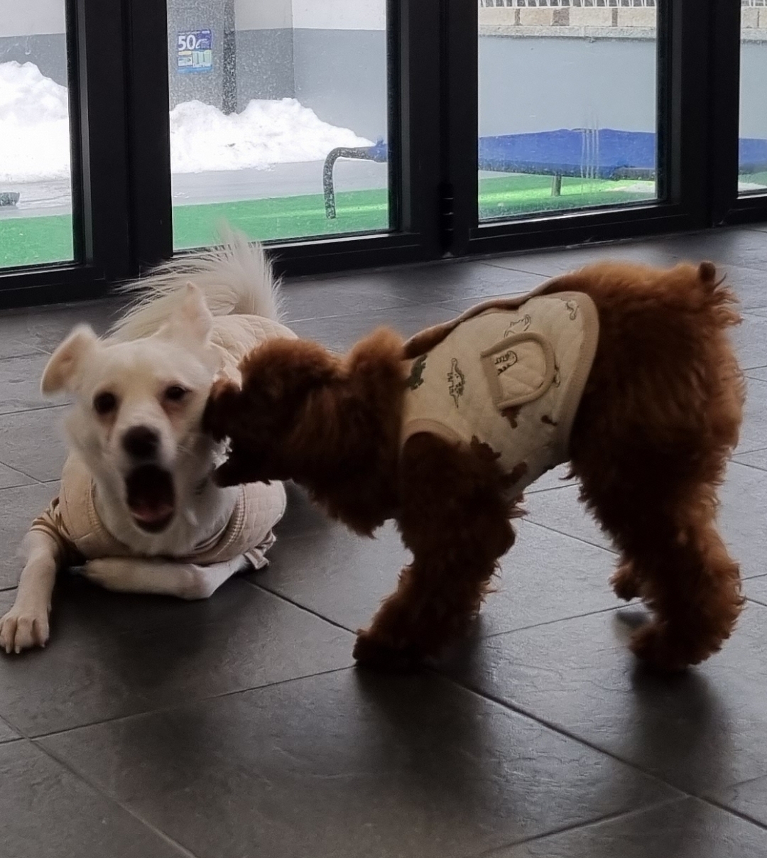 인간인 나보다 표정이 다양한 강쥐.. | 인스티즈