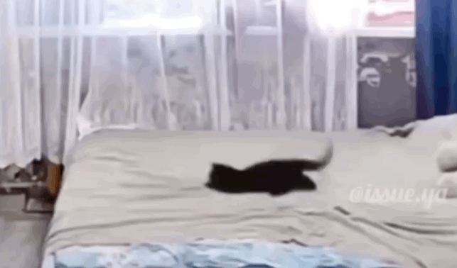 집사가 집을 비운 사이 홈캠에 찍힌 믿을수 없는 고양이 모습 | 인스티즈
