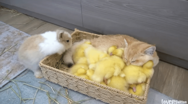 한 바구니 안에 고양이, 오리, 토끼가 포옥 파묻혀 있음 | 인스티즈