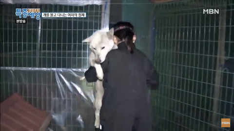 당신이 버린 강아지는 어떻게 되었을까 | 인스티즈