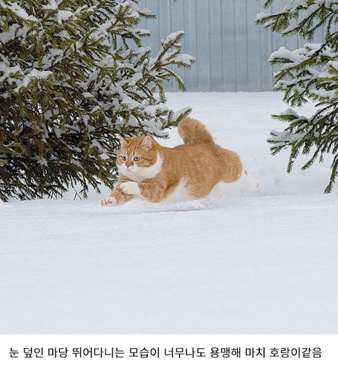 눈을 좋아하는 용맹한 고양이 진저.twt | 인스티즈