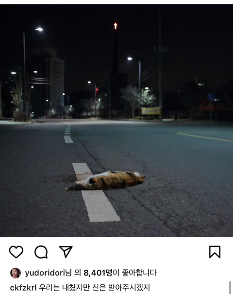 길에서 살아가는 고양이들 모습을 담은 인스타 | 인스티즈