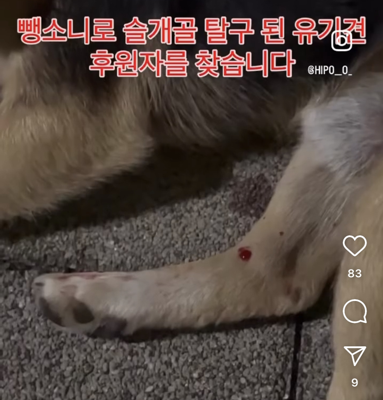 어느 고등학생 눈에 띈 교통사고 당한 유기견 근황 | 인스티즈