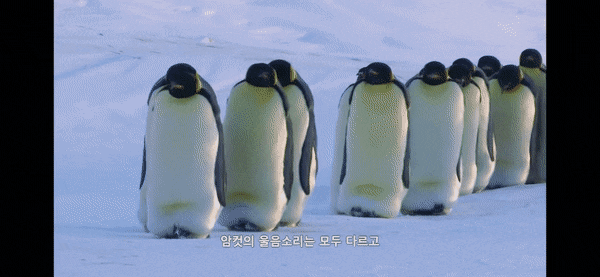 펭귄이 자신의 남편/아내와 자식을 구분하는 법 .jpg gif | 인스티즈