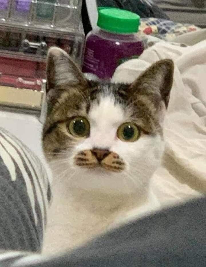 친구네 고양이 입이 지나치게 귀엽게 생김 | 인스티즈