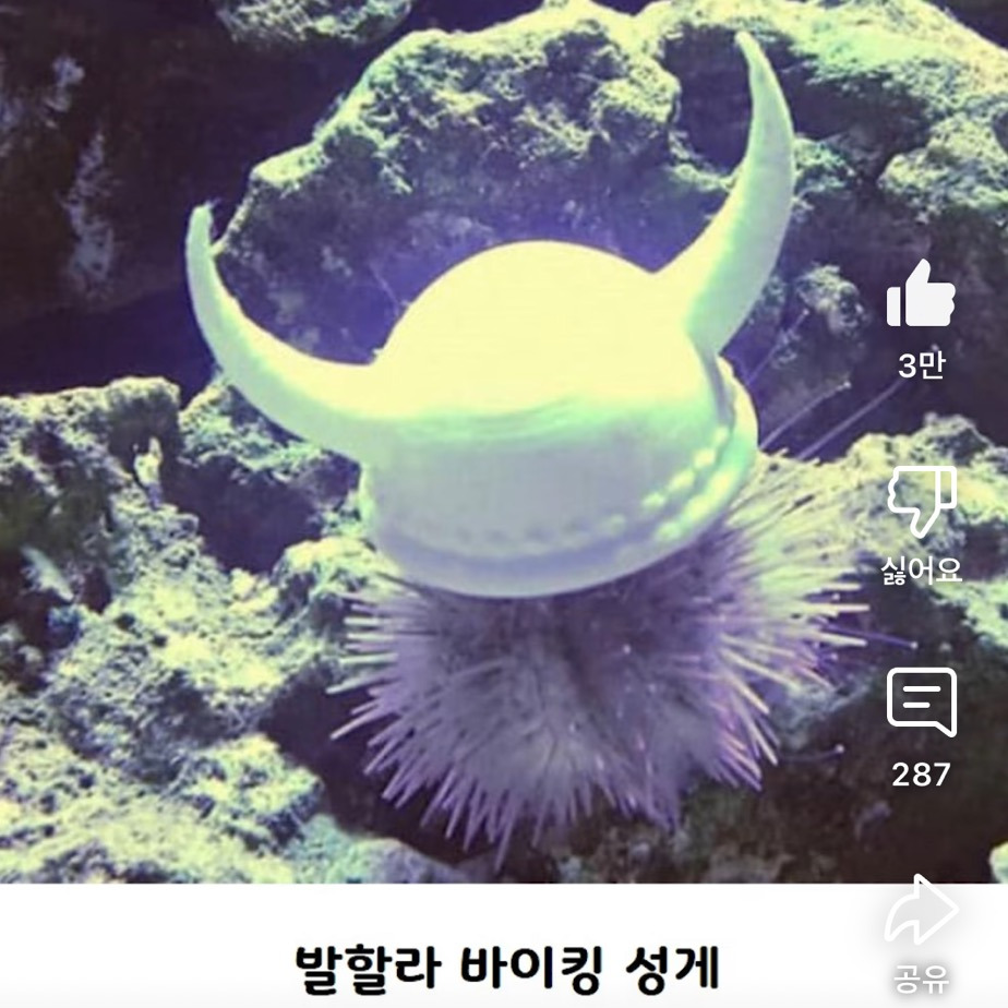 요즘 성게들 사이에서 유행인 것 | 인스티즈