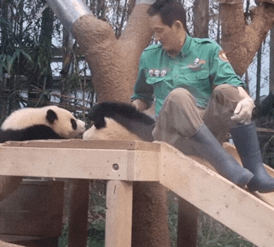 후이바오🐼 킹받게 놀리는 송바오 | 인스티즈