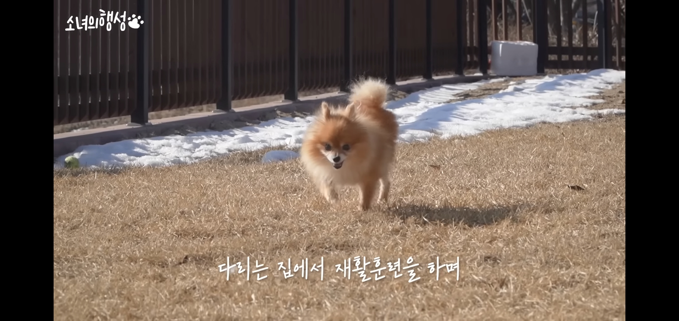 번식장에서 강아지 구조 후 치료했더니 절도죄로 고소당한 유튜버.jpg | 인스티즈