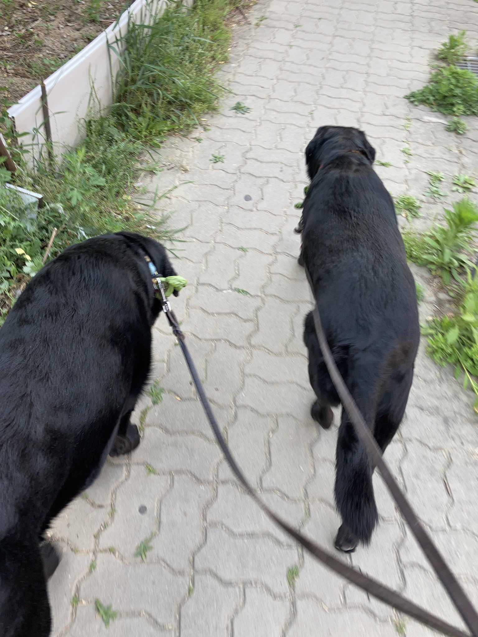 순수하게 동물을 좋아하지만 잘 모르는 사람들.twt | 인스티즈