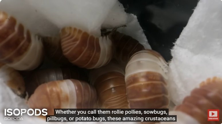 거대한 수조에 열대우림 환경을 조성해놓으면 생기는 일 - 2 | 인스티즈