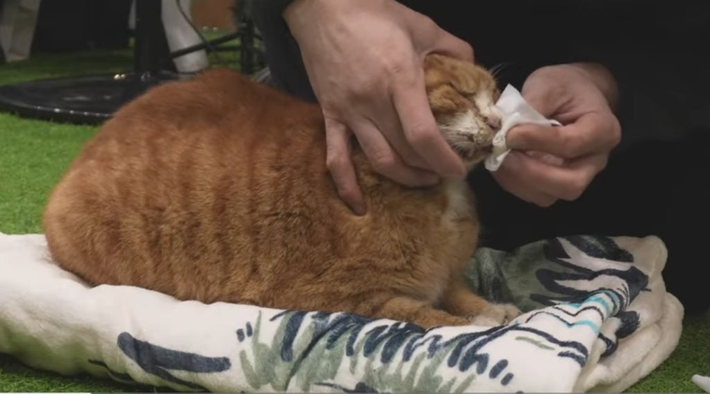 얼어 죽어가는 길냥이 구조한 캠퍼 | 인스티즈