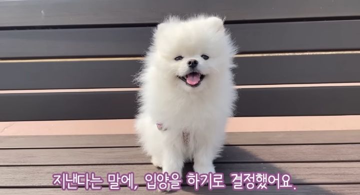 강아지가 두번이나 파양된 충격적인 이유.jpg | 인스티즈