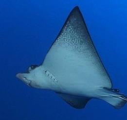 가오리 어이없는 달글 | 인스티즈