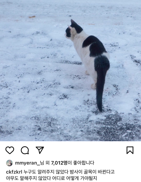 길에서 살아가는 고양이들 모습을 담은 인스타 | 인스티즈