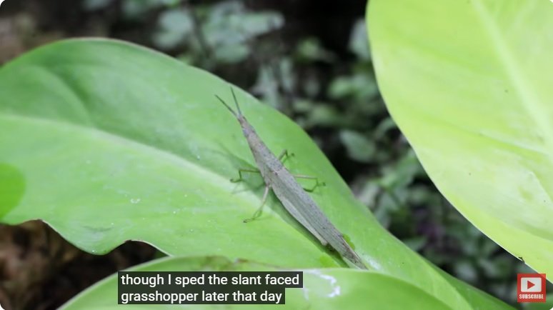 거대한 수조에 열대우림 환경을 조성해놓으면 생기는 일 - 3 | 인스티즈