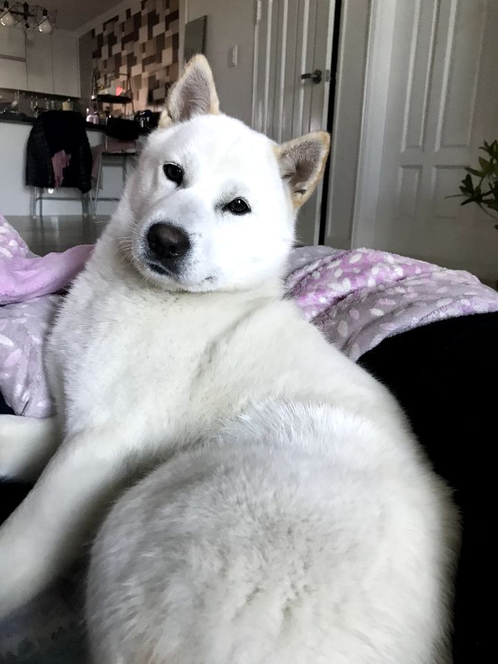 우리집 개 자는거 보실분? | 인스티즈