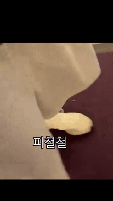 제주 하늘그네 사고 | 인스티즈