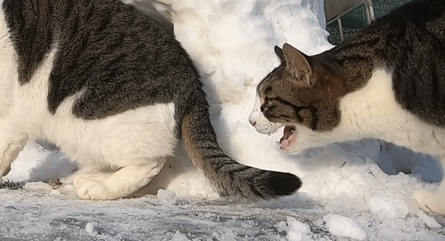 눈으로 집 만들어줬는데 갑자기 싸우는 하하하네 고양이들.gif | 인스티즈