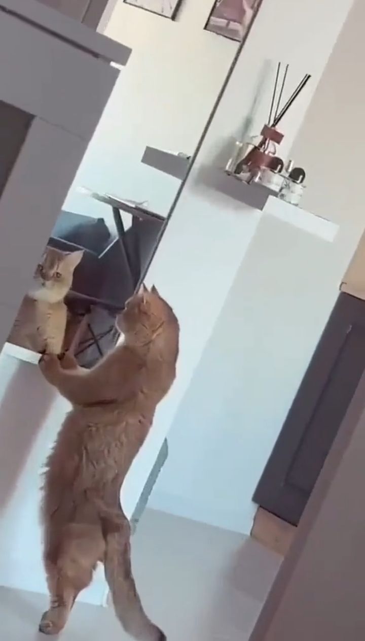 조금 수상한 고양이.twt | 인스티즈