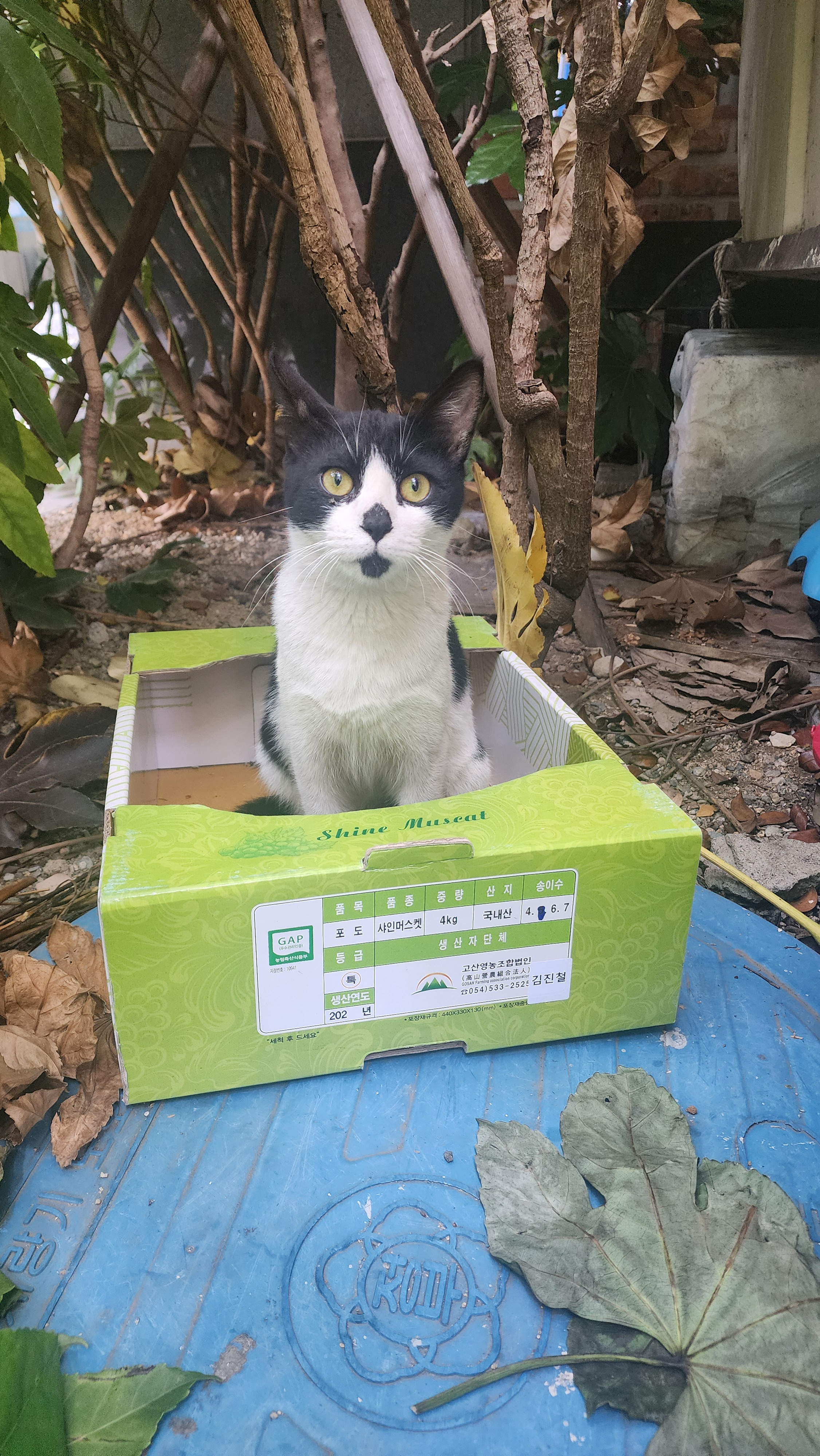 [입양홍보] 혹r률 ✮100➠✥✹프로 7H냥ㅇ1 홗➦정♘ ➜✾ 뽑ㄱ1¿불필요♟ | 인스티즈