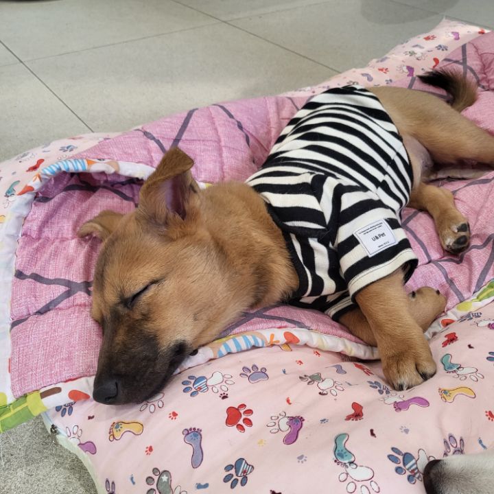 [유기견임보&입양홍보] 주택가 골목에 버려졌던 아기 강아지 콩순이 | 인스티즈