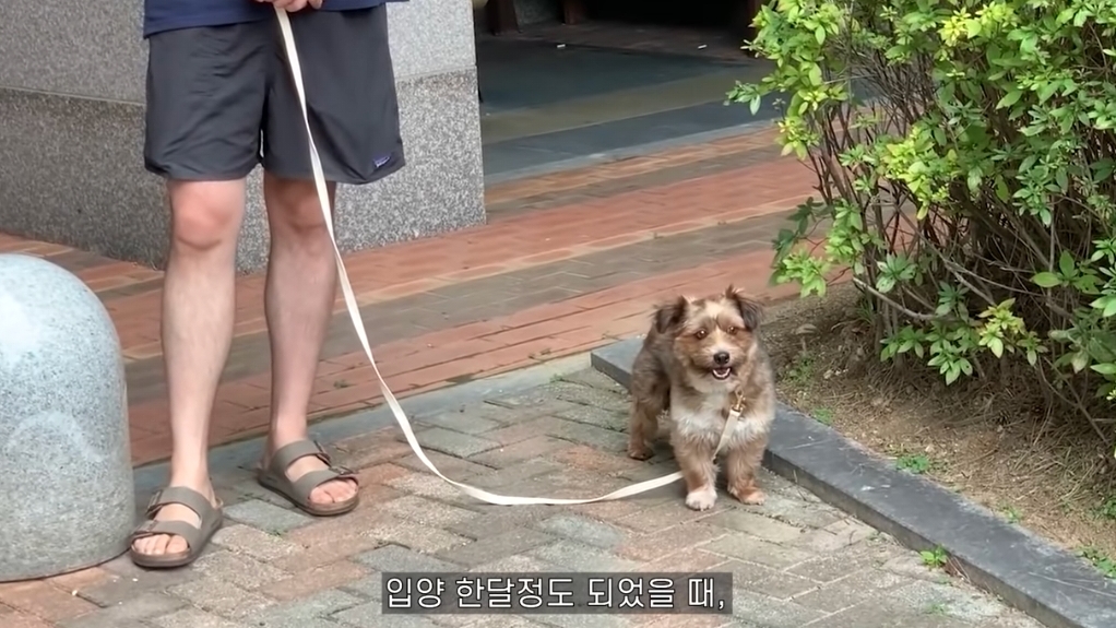 유기견 입양전후 변화. 겁많은 강아지의 100일간 브이로그 | 인스티즈