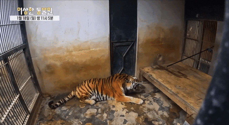 호랑이 내성 발톱 치료를 위해 목숨까지 거는 수의사 | 인스티즈