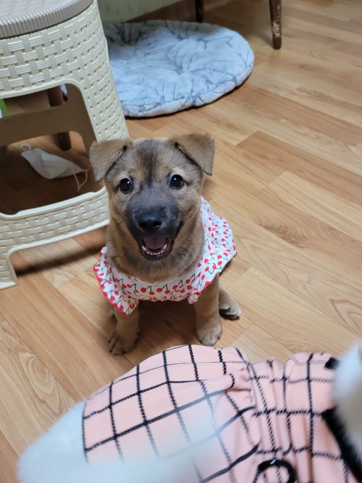 [유기견임보&입양홍보] 주택가 골목에 버려졌던 아기 강아지 콩순이 | 인스티즈