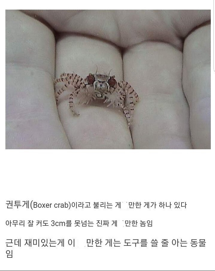 권투게에게 말미잘을 뺏으면.jpgif | 인스티즈