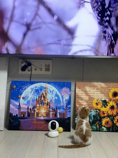 냥줍한지 한달 된 우리 고양이 보고가~!~! | 인스티즈