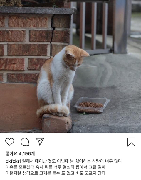 길에서 살아가는 고양이들 모습을 담은 인스타 | 인스티즈