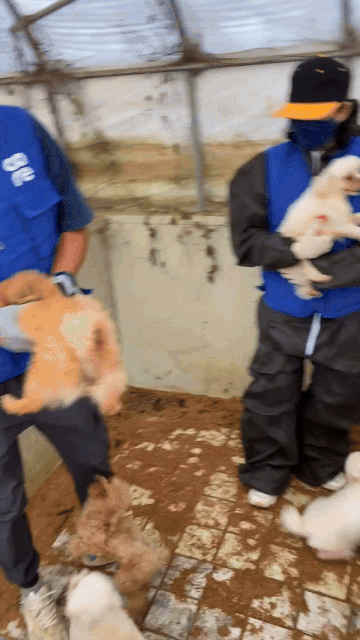 어떤 삶이었을까. 번식장, 미용 실습견, 쓰임을 다해야만 끝나는 삶이라는 건 | 인스티즈