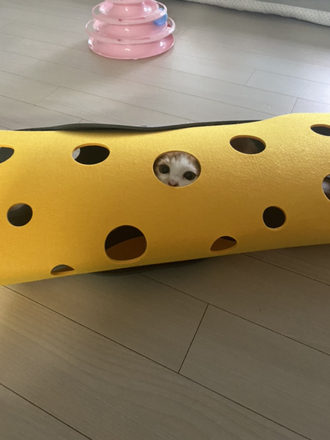 냥줍한지 한달 된 우리 고양이 보고가~!~! | 인스티즈