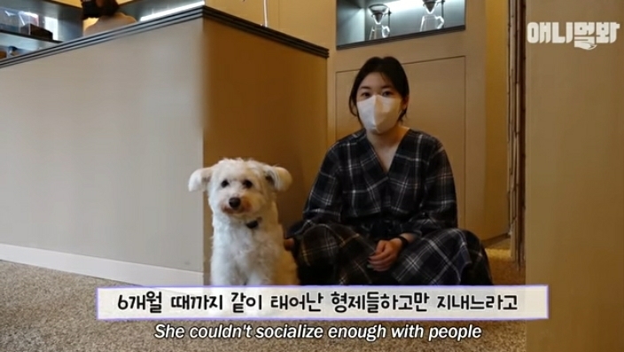 수줍음이 많은 강아지가 사람을 좋아하는 법 | 인스티즈