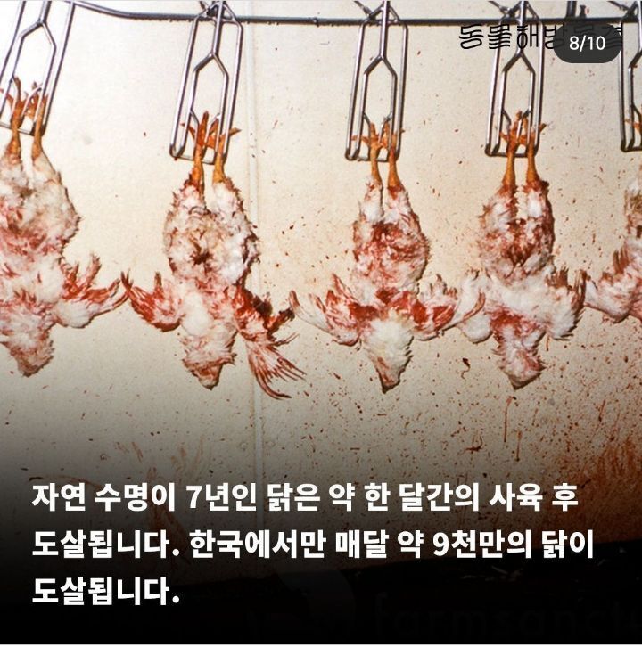 병아리 부리 불로 지지는 이유 | 인스티즈
