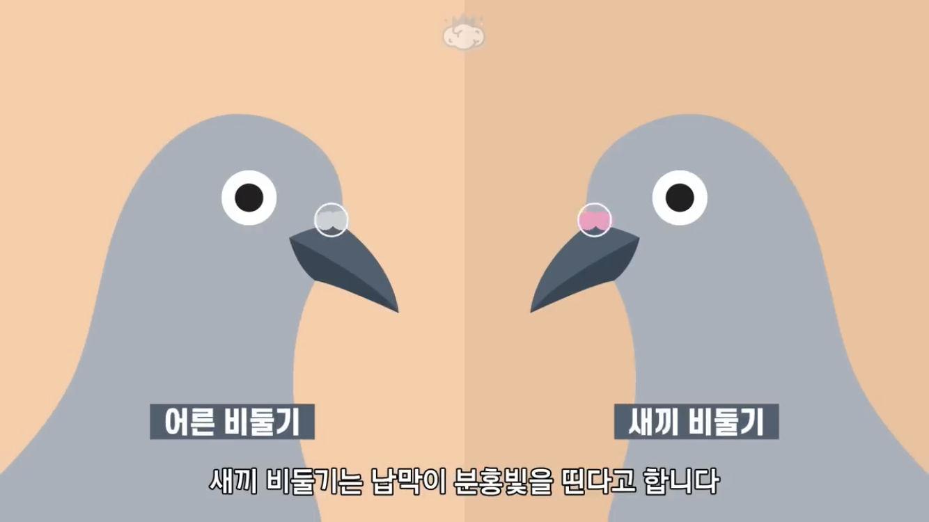거리에 비둘기가 이렇게 많은데 왜 새끼 비둘기는 안 보일까? | 인스티즈